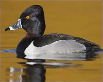 What kind of bird is this?