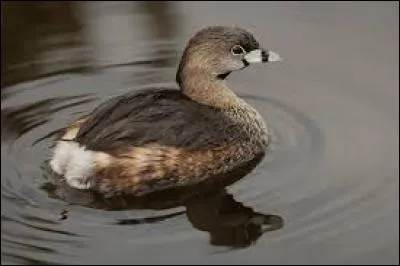 What kind of bird is this?