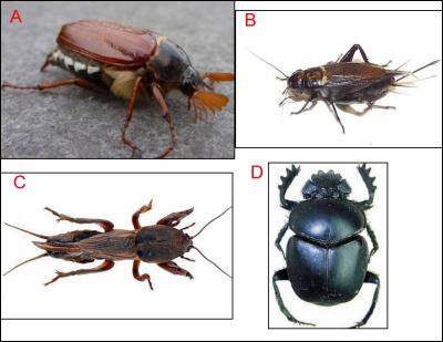 The dung beetle is represented as: