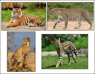 The guepard with non-retractile claws can be found in: