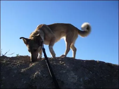 Is this dog puppy or adult? (My dog)