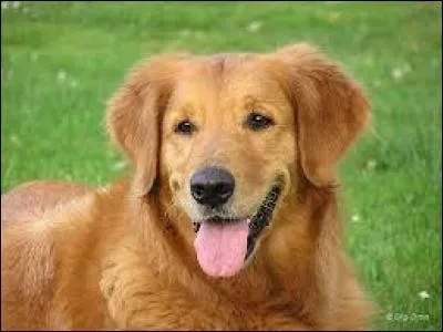 Is this dog puppy or adult?