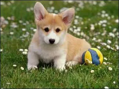 Is this dog puppy or adult?