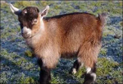 What is the name of the baby goat?