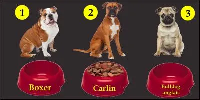 Which dog will eat well?