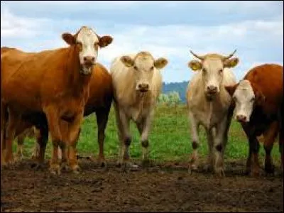 What kind of livestock is in the picture?