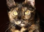 Quiz Les chats écaille-de-tortue dans LGDC