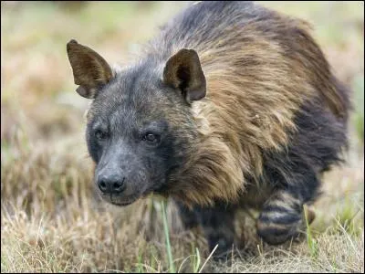 What's the name of this animal?