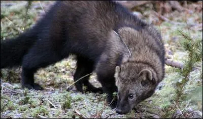 What about this one?