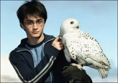 In the movies, Hedwige is played by males.