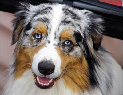 What is the other name of the Australian Shepherd Dog?