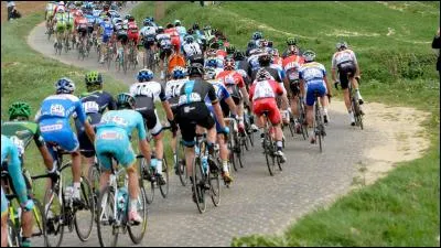 It's called the Flanders giant and it's found in Belgium. What is it?