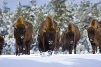 Where do European bison come from?