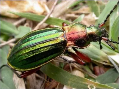 This insect is very useful to the gardener, as it feeds on slugs and snails. But what is it?