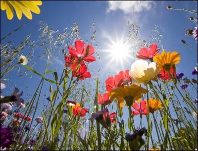 Who sang Le Pouvoir des Fleurs?