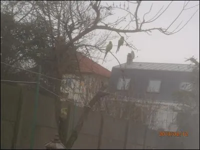 Spot the collared parakeet!