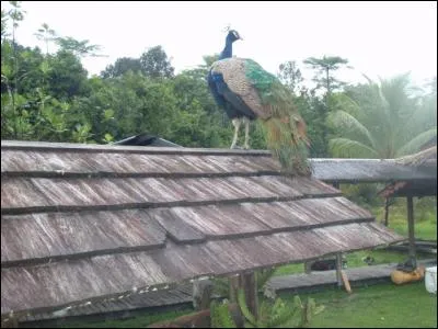 Click on the picture of the peacocks!
