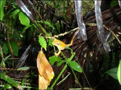 From these three countries, Germany, Hungary and France, find the right one thanks to the frog, and watch out for the trap!