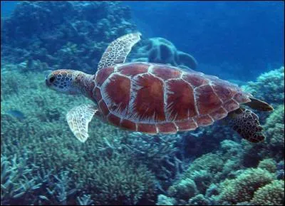 Sea turtles only live in cold water.