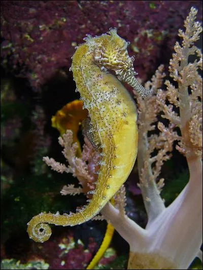 The seahorse is a bony fish.