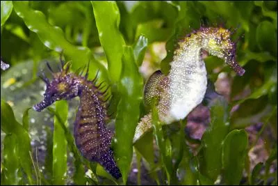 Seahorses feed on microscopic algae.