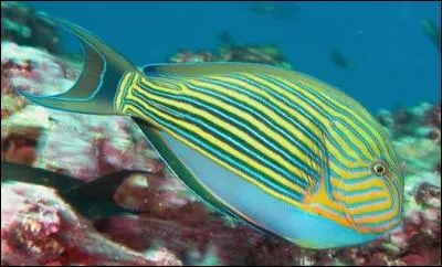 When it breathes, the fish bubble in the water.