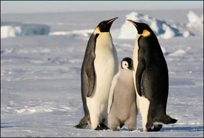 Penguins live on the Arctic sea ice.