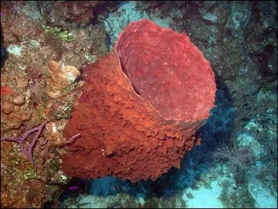 This red animal, called a rum barrel, is the biggest sponge in the Caribbean.