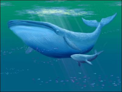 The adult blue whale is the largest living animal on planet Earth.