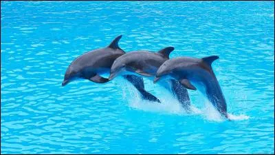 Dolphins are the biggest fish in the world.