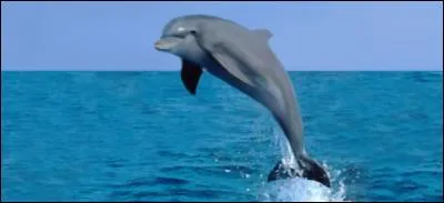 The dolphin propels itself out of the water thanks to its caudal fin.
