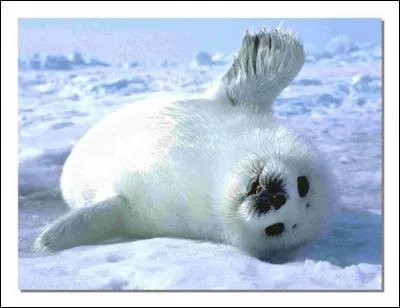 The harp seal pup is called a whitecoat.