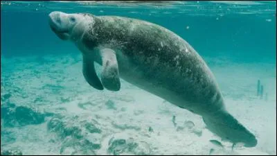 The manatee is a carnivorous marine mammal.