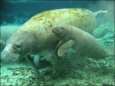 The manatee or sea cow only lives in very cold water.