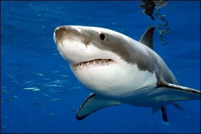 The great white shark is one of the biggest predatory fish living in the oceans.