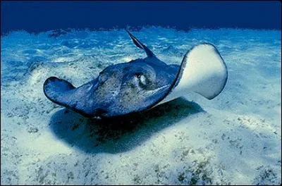 The skate belongs to the group of bony fish.