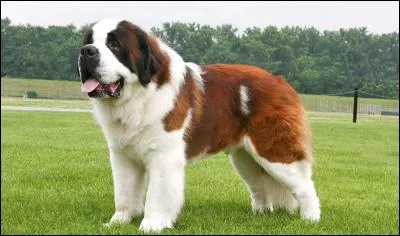 What breed is this?
