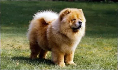What breed is this?