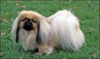 What breed is this?