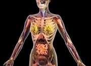 Quiz How much do you know about the human body?