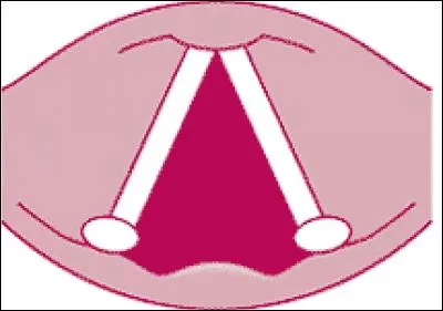 What is this person doing if she has her vocal cords in this position?