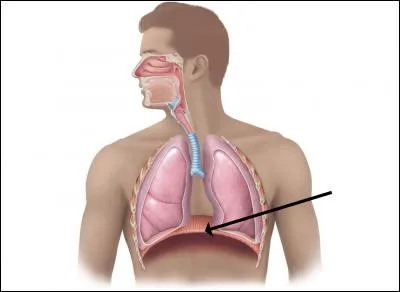 What organ does the arrow point to?