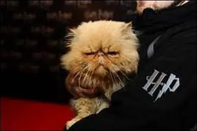 What animal does Hermione have?