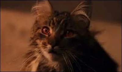 What animal does McGonagall often transform into?