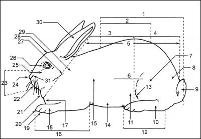 How about the flank?