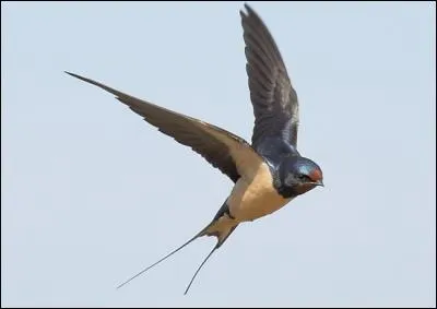 What is the name of this bird?