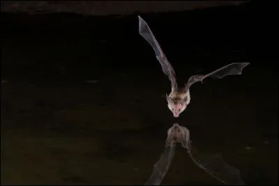 Are bats mammals or birds?