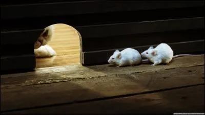 Which animal should mice fear most?