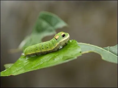 Which Pokemon does this caterpillar resemble?