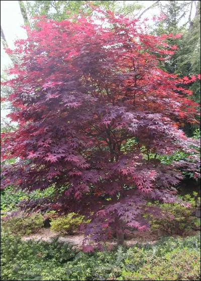 Is this a high water garden or a low water tree?